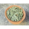 Lemon Verbena