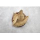 Laurier en feuilles