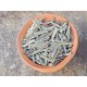 Citronnelle de Thailande