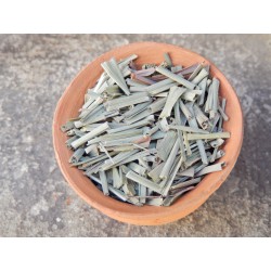 Citronnelle de Thailande