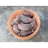 Black cardamom