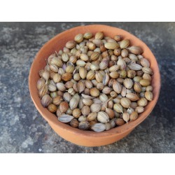 Coriander seeds