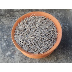 Cumin seeds